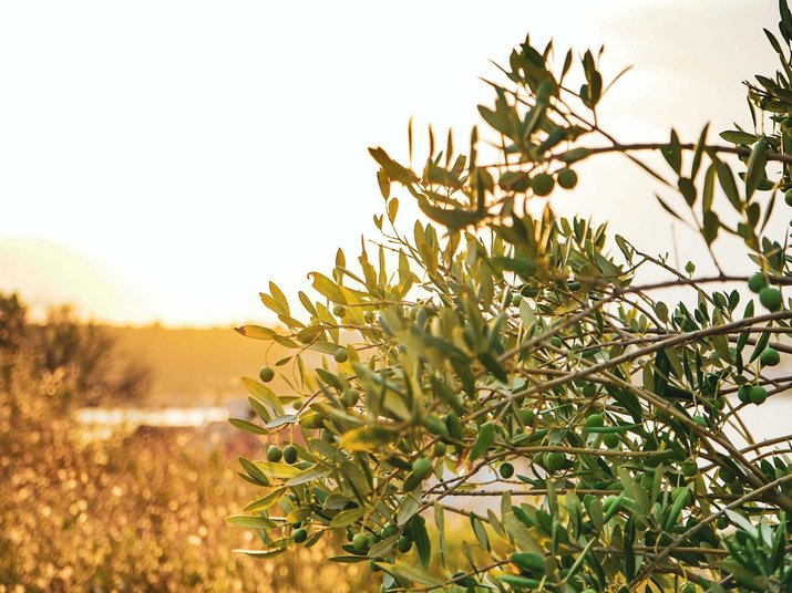 Relaxation by Lake Garda: our garden Relaxation by Lake Garda: our garden