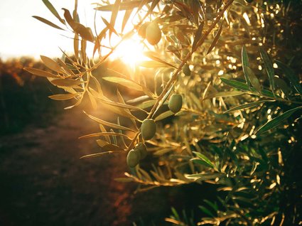 Relaxation by Lake Garda: our garden Relaxation by Lake Garda: our garden